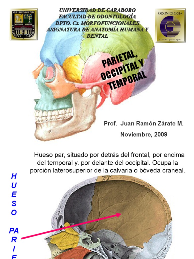 anatom-a-de-huesos-parietal-occipital-y-temporal-pdf-anatom-a