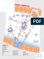 Primary - Hemostasis - 26 04 13 DEF PDF