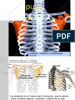 Anatomia de Escapula