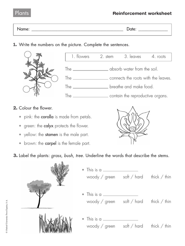 plants reinforcement worksheet