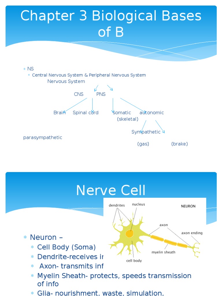 Nervous System and Genetics Overview | PDF | Nervous System | Neuron