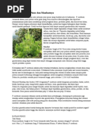 Download Mengenal Pohon Pinus Dan Manfaatnya by SugSuga SN254400459 doc pdf