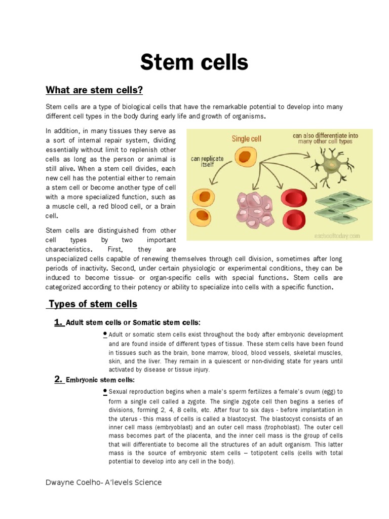 Stem cells homework image