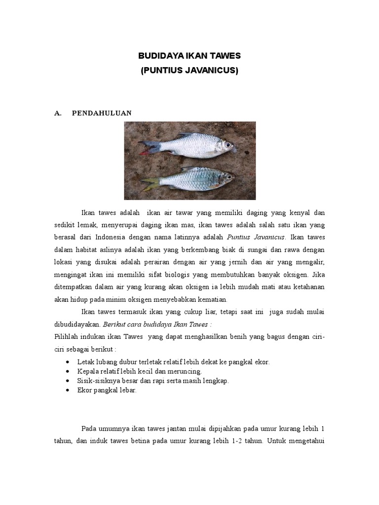 Makalah Budidaya Ikan Tawes, Mengenal Ikan Balar Lalawak