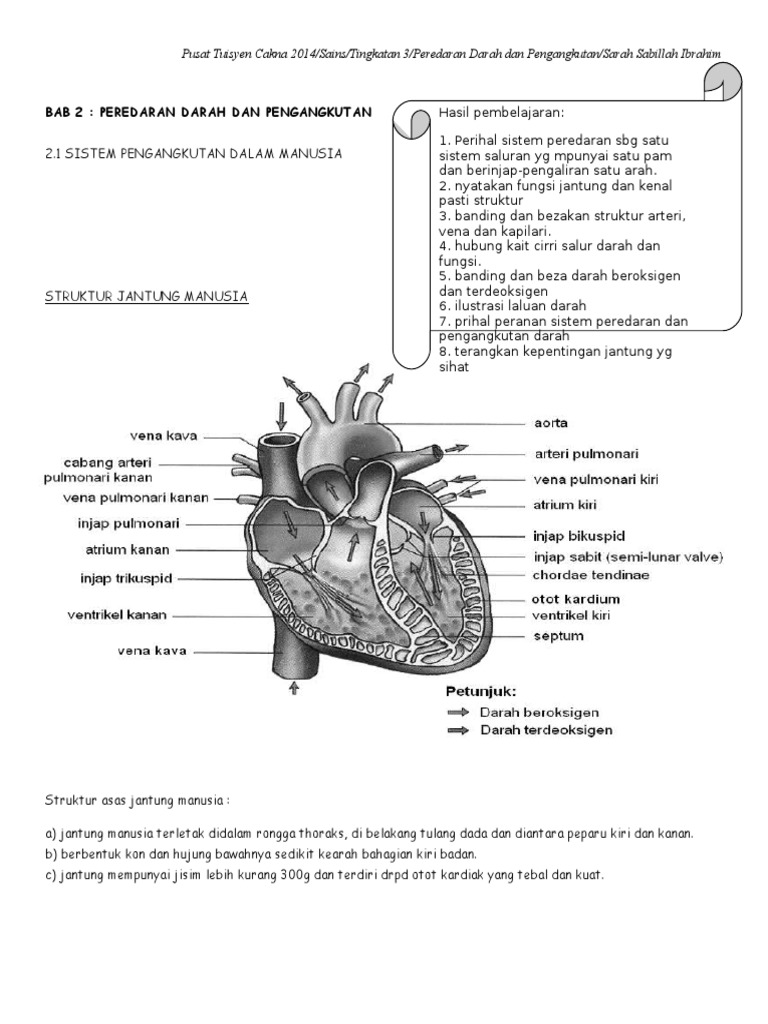 Bab 2 Peredaran Darah Dan Pengangkutan Pdf