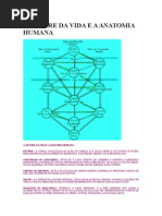 A Árvore Da Vida e a Anatomia Humana