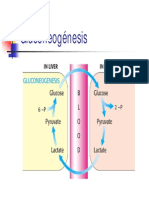 gluconeogénesis
