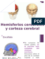 Hemisferios y Corteza Cerebral