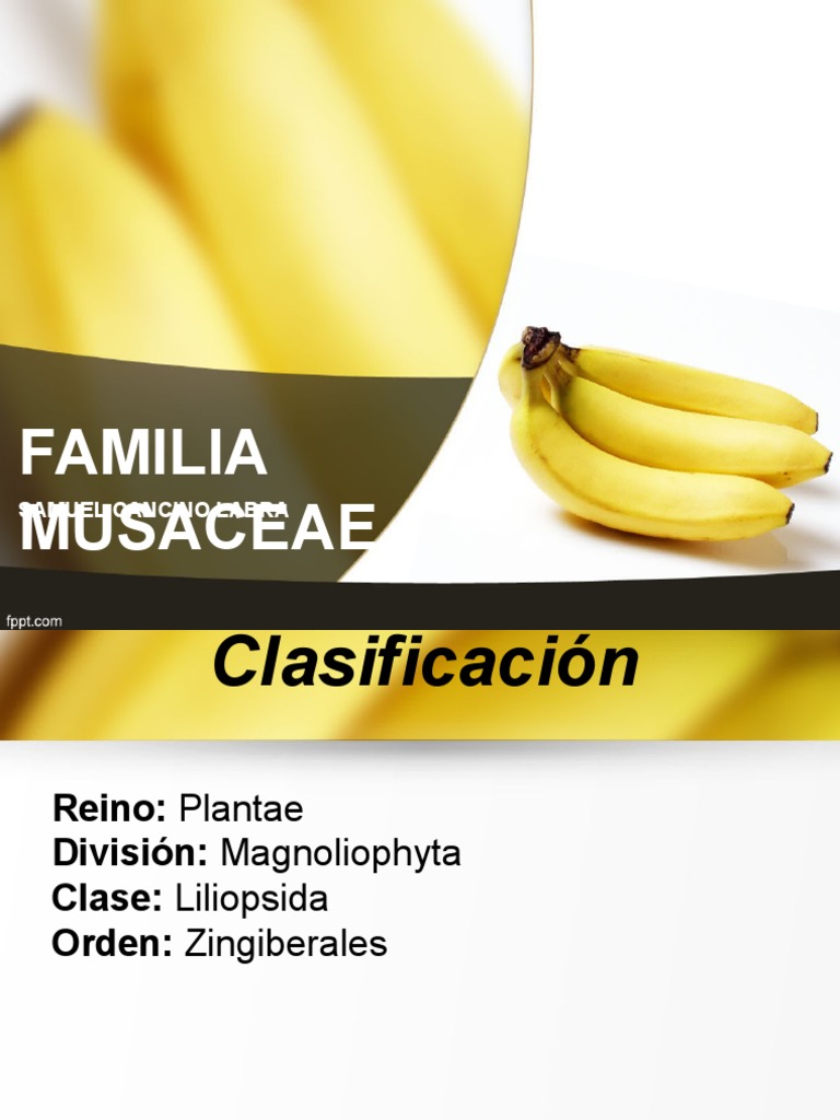 MUSACEAE | PDF | Botánica | Horticultura y jardinería