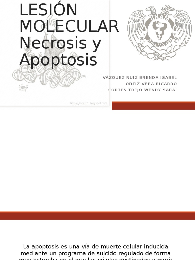 Mecanismos de Necrosis y Apoptosis | PDF | Bcl 2 | Apoptosis
