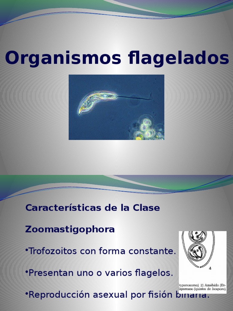 Características de Organismos Flagelados | PDF | Especialidades Medicas ...