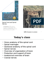 Spinal Cord and Spinal Nerves