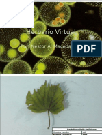 Herbario Virtual