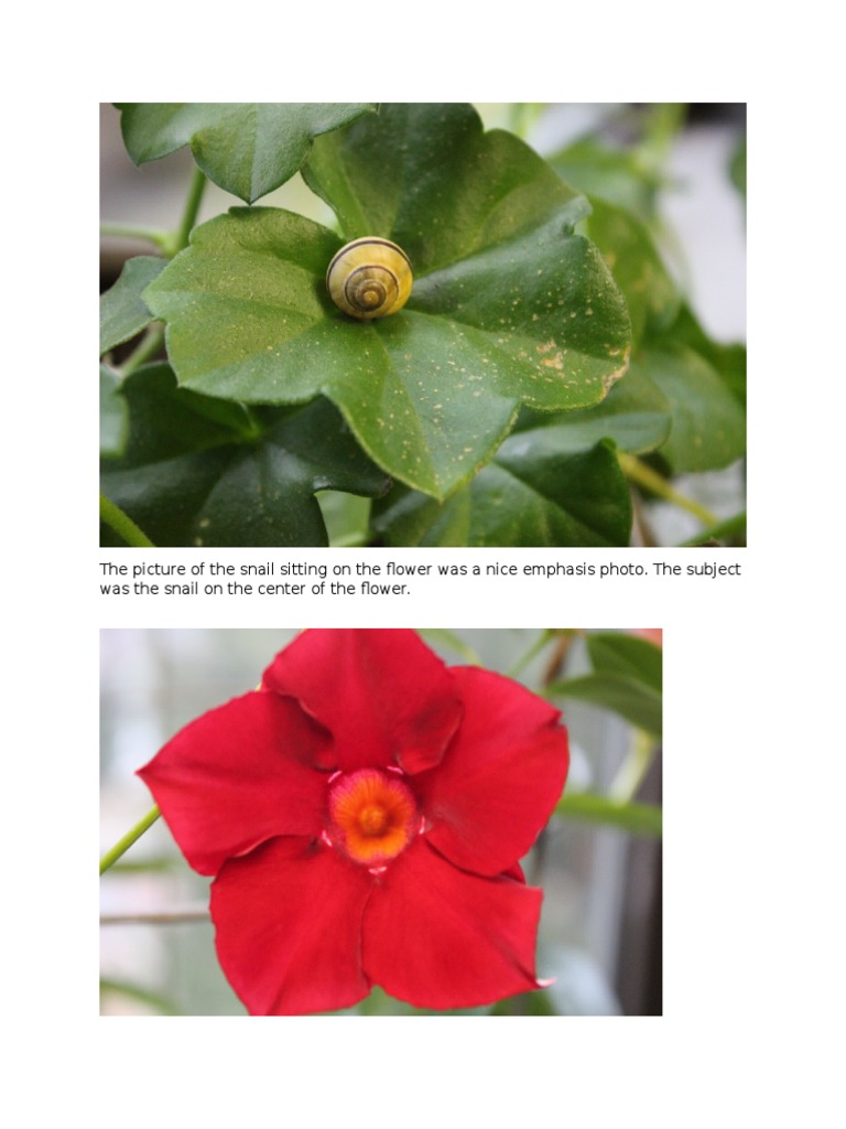 Snail and Rose Flower Photography | PDF