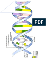 dna structure diagram