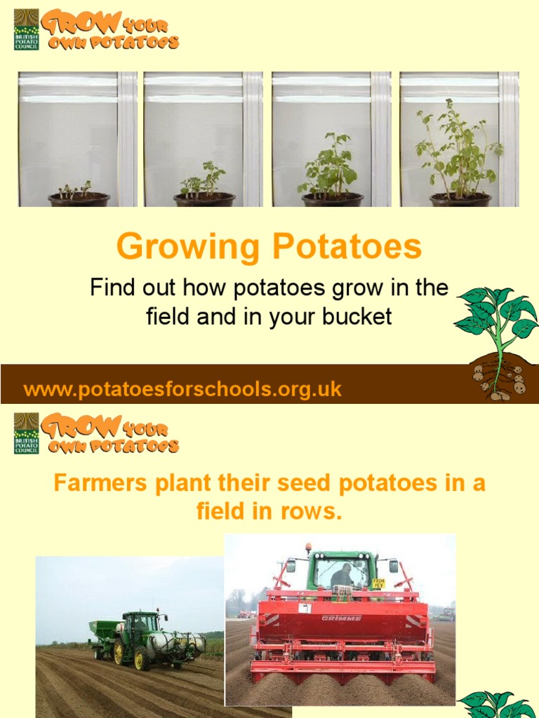 Growing Your Own Potatoes: A Guide | PDF