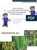 Equisetum Sp