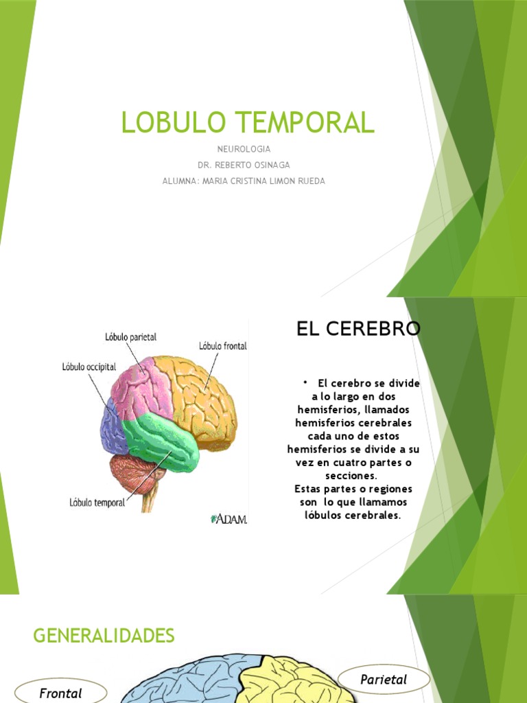 Lobulo Temporal | Lóbulo temporal | Cerebro