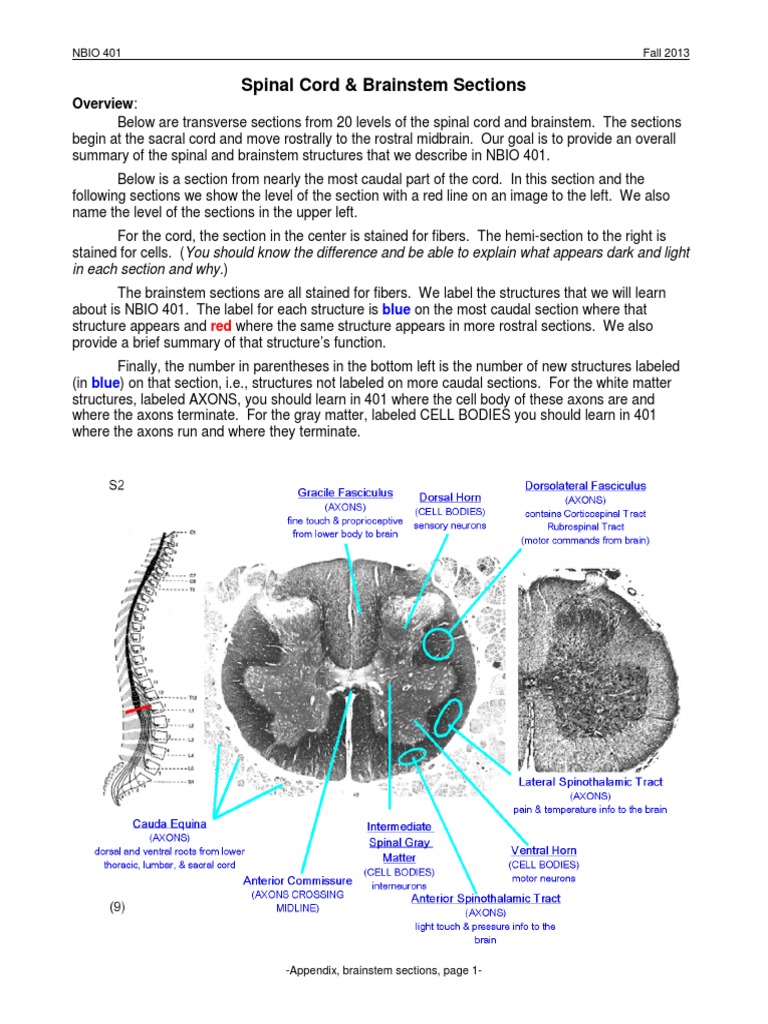 Appendix A-Spinal Cord & Brainstem Sections PDF | PDF | Language Arts ...