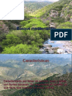 Bosquemediterraneo