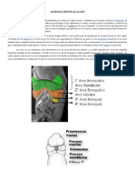 Desarrollo Prenatal de La Cara