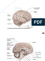 Neuro 5-Anatomia Descrittiva Del Diencefalo e Del Telencefalo
