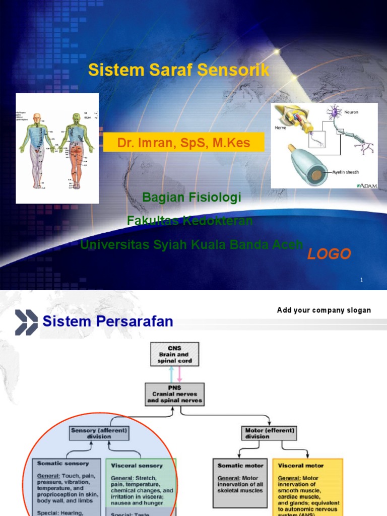 Sistem Saraf Sensorik