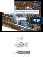 Single Fiber Polymorphism in Skeletal Muscles: A Case Example From The Lobster Scott Medler