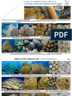 Guía de Identificación de Corales