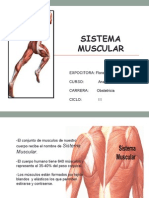 Sistema Muscular