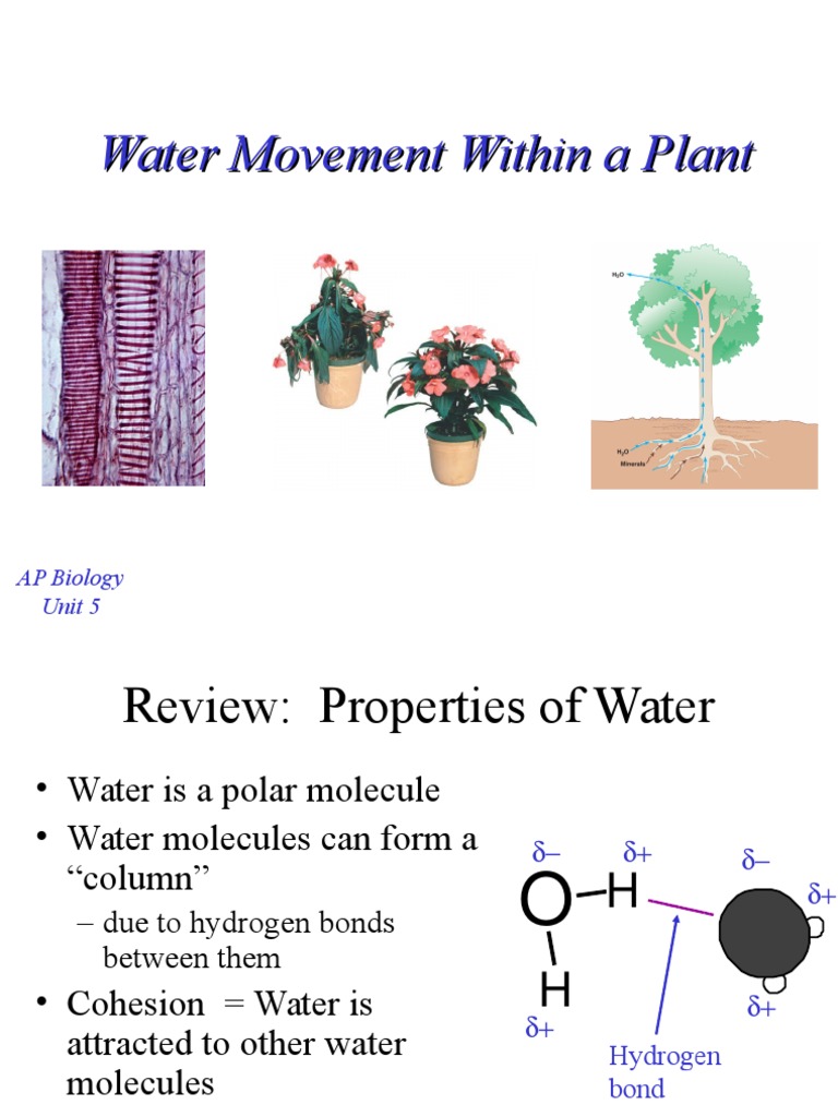 Water Movement Within a Plant Stoma Osmosis