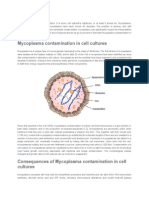 Mycoplasma Contamination in Cell Cultures