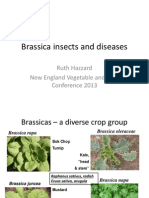 Brassica Insects & Diseases; Gardening Guidebook for Hampshire County, Massachusetts 