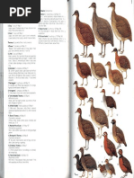 Bto Bird Species Codes | PDF