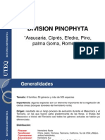 Division Pinophyta: Araucaria, Ciprés, Efedra, Pino, palma Goma, Romerillo