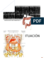 Intestino Grueso Anatomía