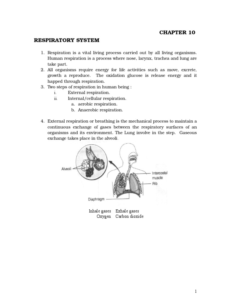 Chapter 10 Respiration PDF Respiratory System Cellular Respiration