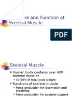 Structure Skeletal Muscle