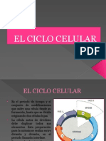 El Ciclo Celular