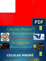 Células Madre Y La Neurogenesís