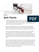 Ants