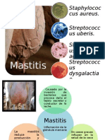 Mastitis clinica y subclinica 