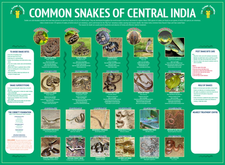 Common Snakes of Central India | Snake | Predators