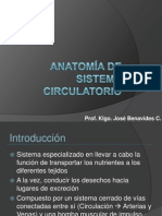 Anatomía de Sistema Circulatorio