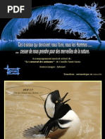 Le Carnaval Des Oiseaux-011