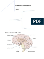 Structure and Function of The Brain Notes
