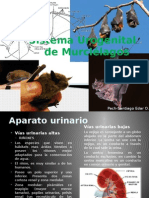 Sistema Urogenital de Murciélagos