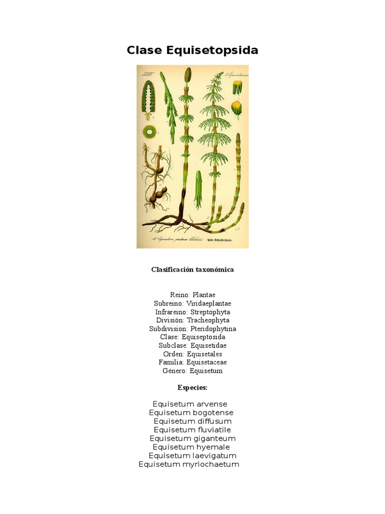 Clase Equisetopsida | PDF | Espora | Plantas