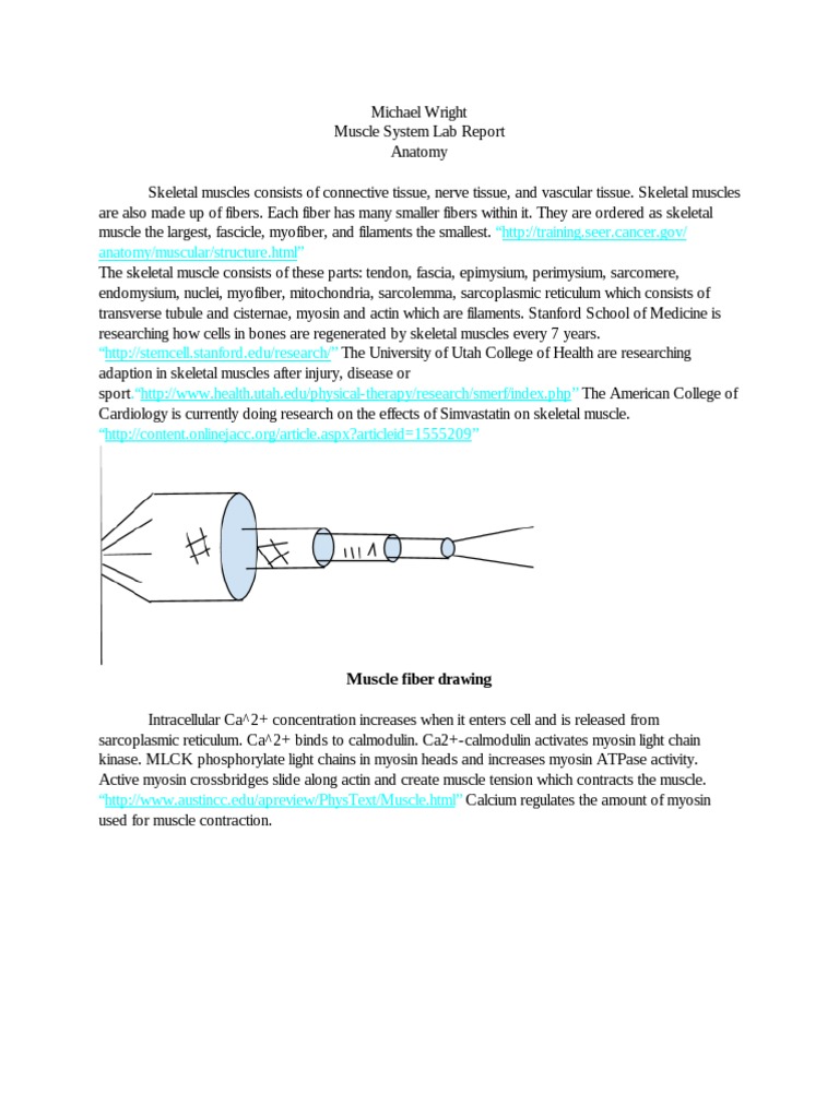 Muscle Fiber Types and Grip Strength Analysis | PDF | Myocyte | Muscle ...