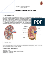 Practica Riñon